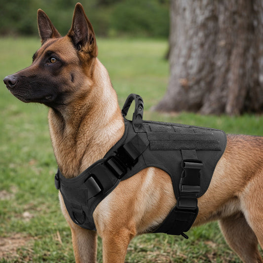 Harness vs Collar: What’s Better for Daily Walks?