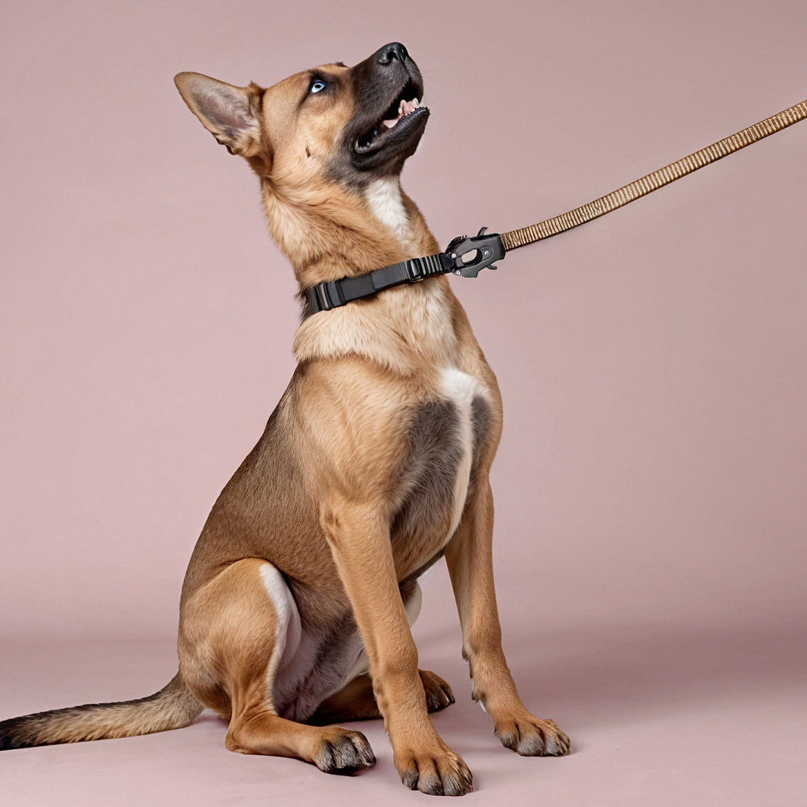 2-in-1 Walking & Car Safety Dog Leash