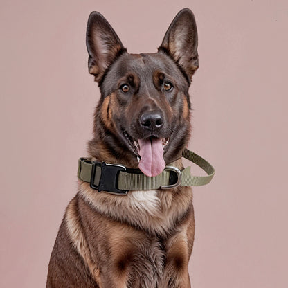Heavy-Duty Control Dog Collar