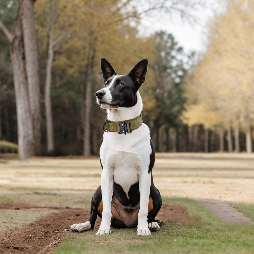 Heavy-Duty Control Dog Collar
