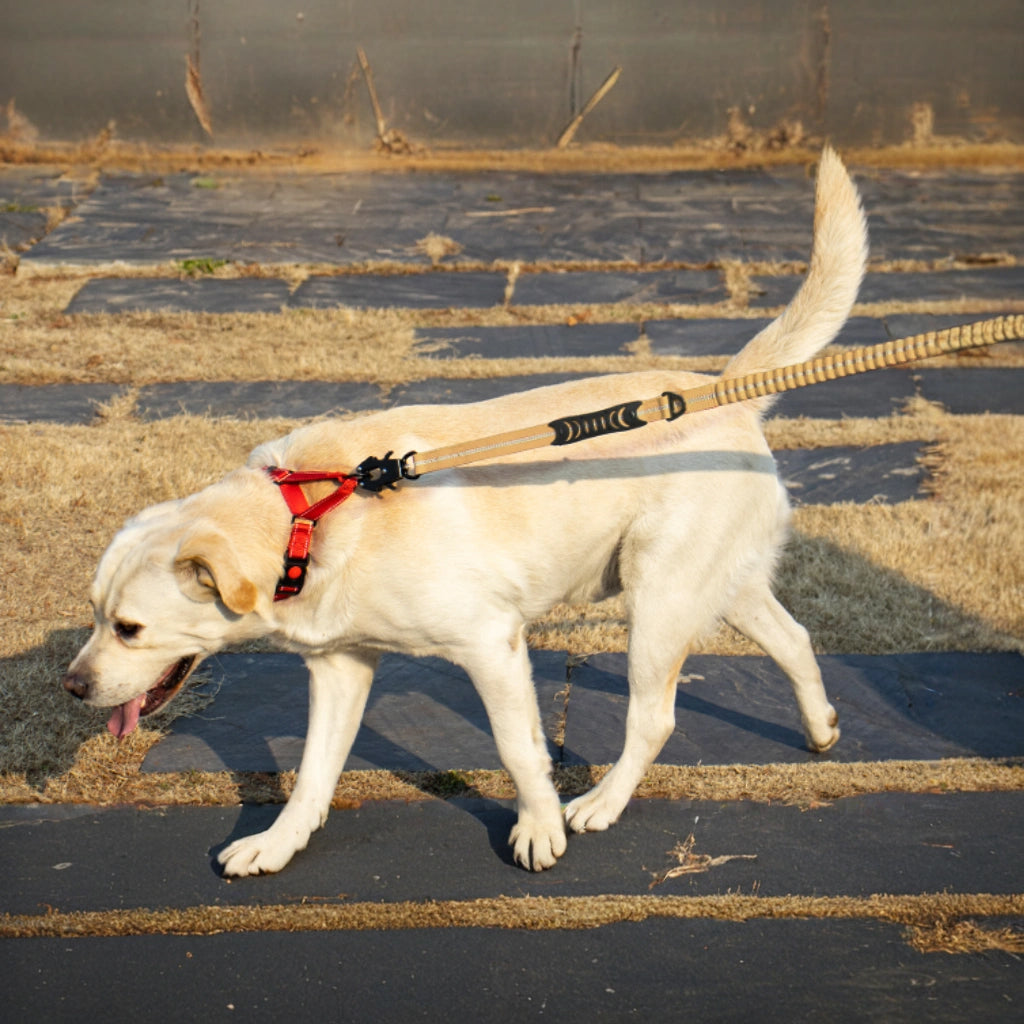 2-in-1 Walking & Car Safety Dog Leash