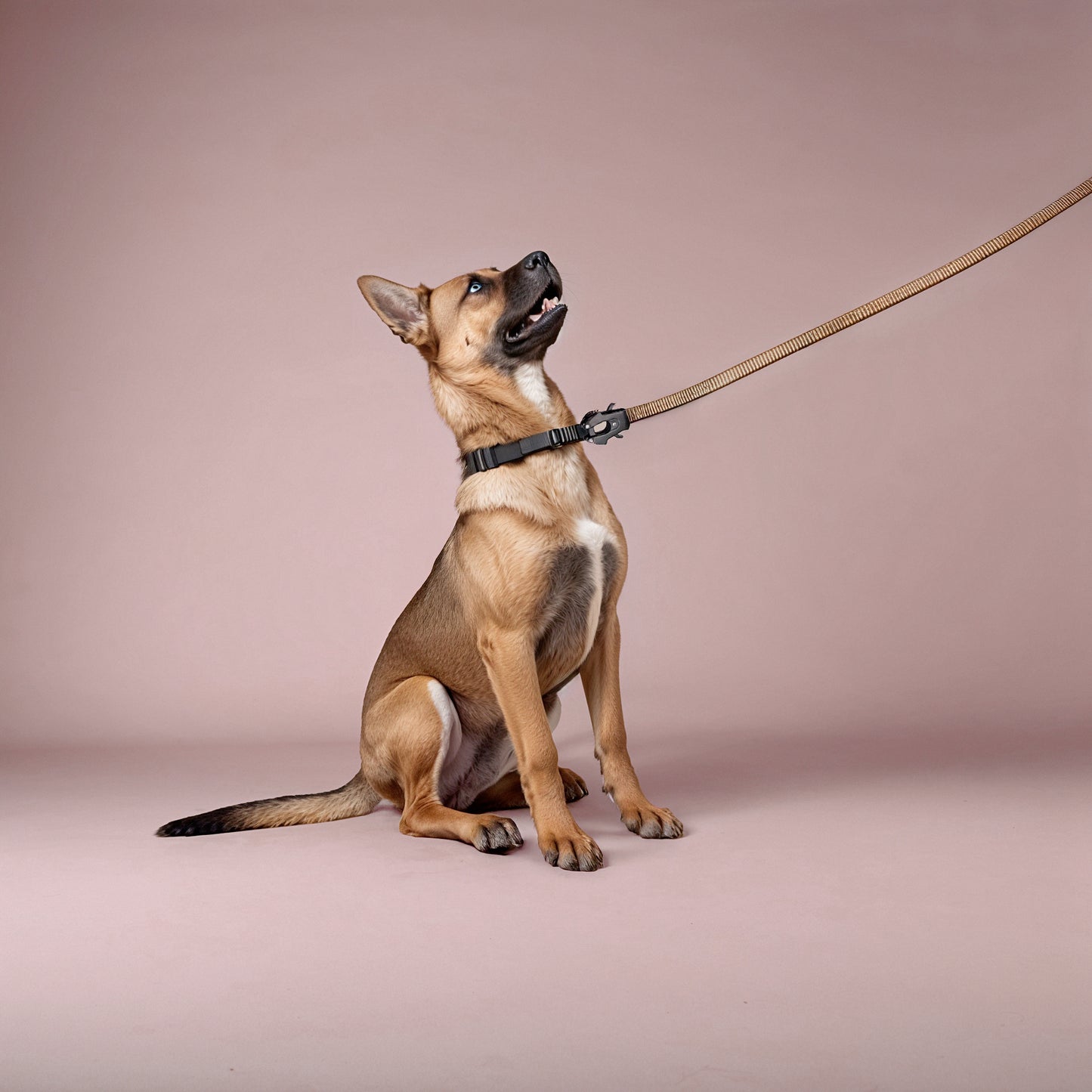 2-in-1 Walking & Car Safety Dog Leash