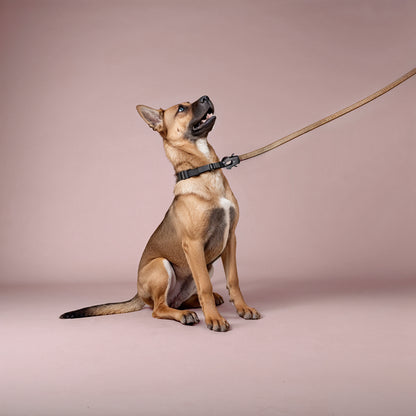 2-in-1 Walking & Car Safety Dog Leash