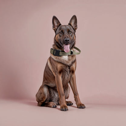 Heavy-Duty Control Dog Collar