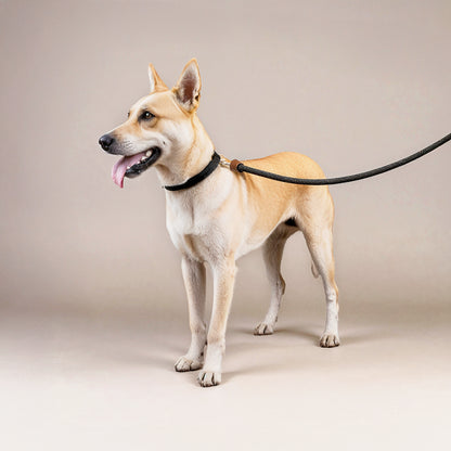 Furmark Slip on Dog Leash