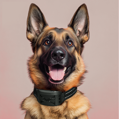 2 in 1 Wireless Dog Fence & Training Collar