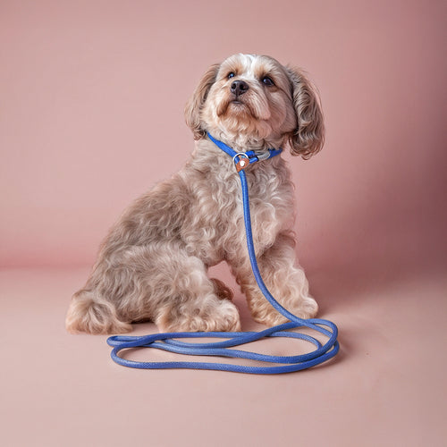 Furmark Slip on Dog Leash